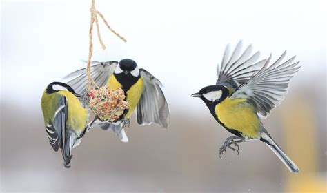 Paukščių lesinimas žiemą