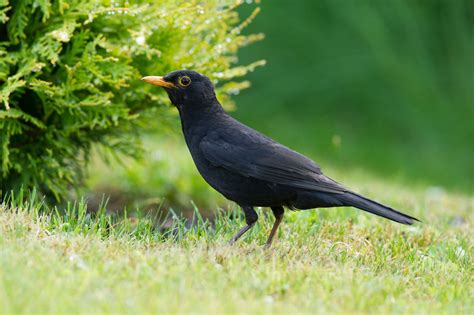 Paukštis ant begemoto