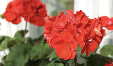 Pelargonija