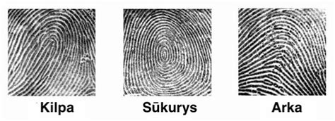 Pirštų atspaudų tipai