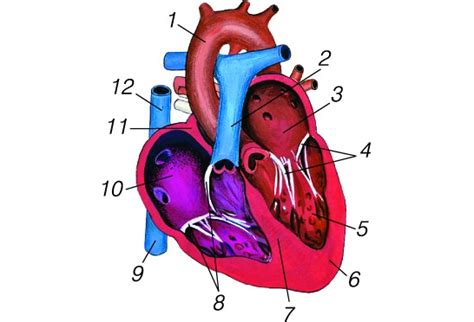 Plautinė širdis schema