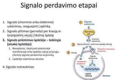 Pragulų tvarstymo etapai