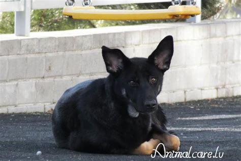 Prieglaudos šuo laukia įvaikinimo