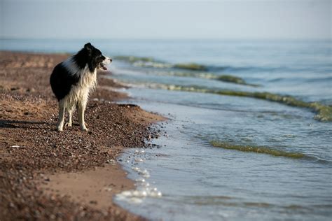 Pritaikytas pliažas