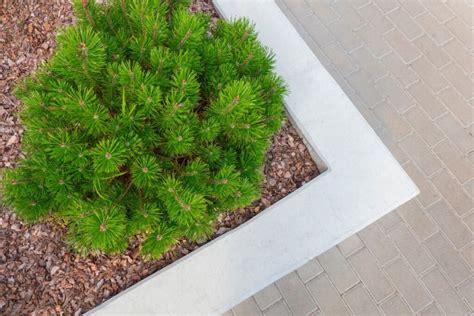 Pušų pritaikymas kraštovaizdyje