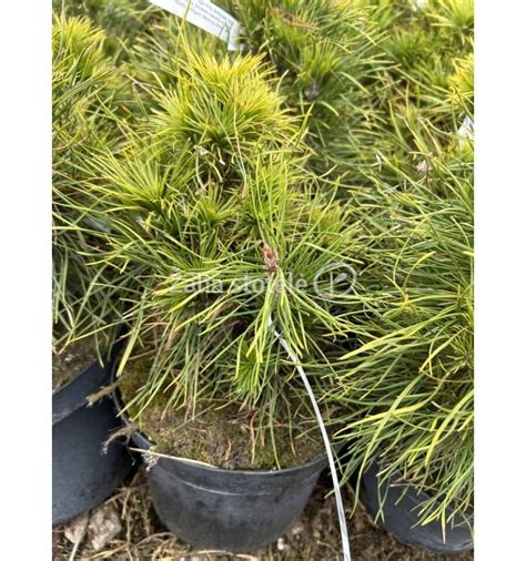 Pusis Globosa Densiflora