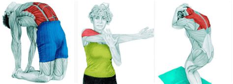 Raumenų tempimo pratimai