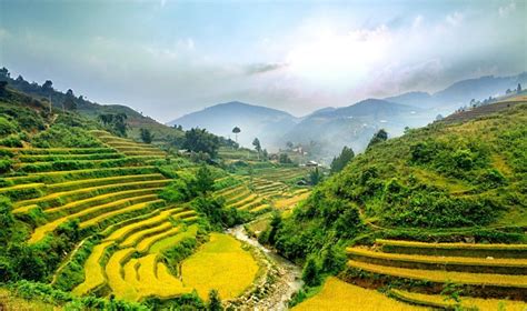 Ryžių laukai Balyje