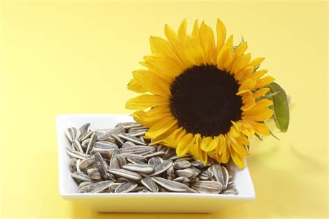 Saulėgrąžų sėklos