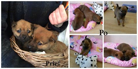 Savanoriai gyvūnų globos namuose