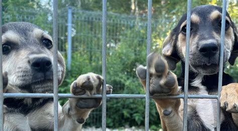 Savanoriai gyvūnų prieglaudoje