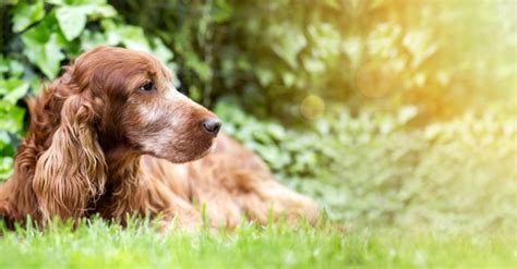 Senstančio šuns požymiai