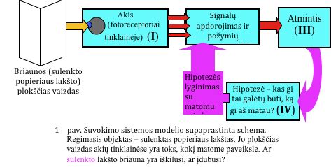 Skausmo suvokimo modelis