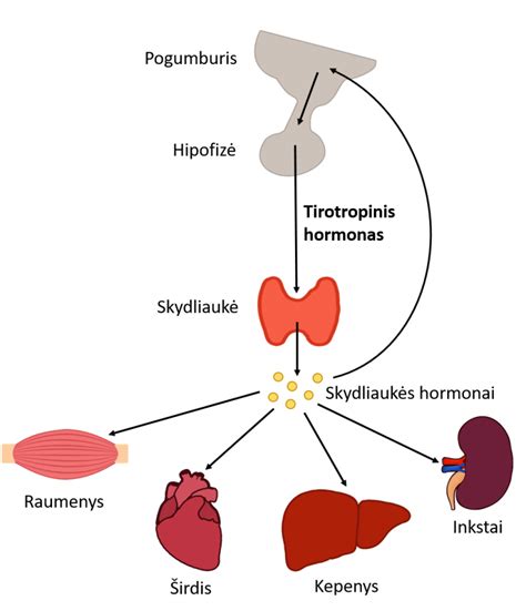 Skydliaukės hormonai