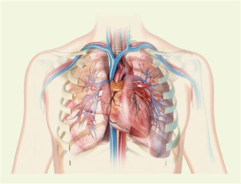 Skydliaukės vieta žmogaus kūne
