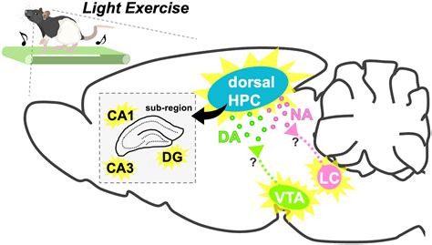 Smegenų schema su pažymėtomis atminties zonomis