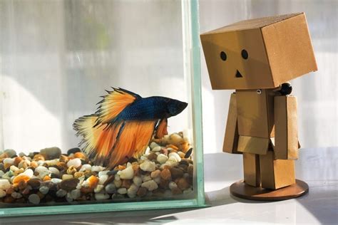 Socialinių paslaugų teikimas