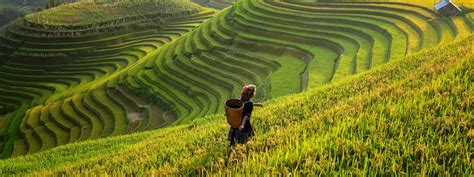 Terasinė žemdirbystė