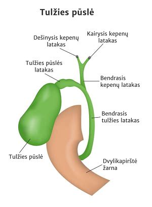 Tulžies pūslė ir tulžies latakai