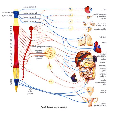 Užpakalinio blauzdinio nervo elektrostimuliacija
