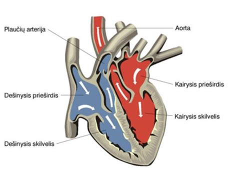 Vaikų širdies ydos