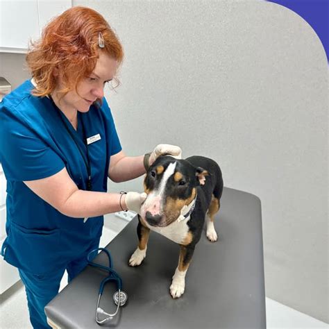 Veterinarinė apžiūra