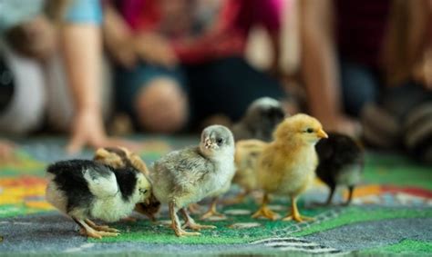 Viščiukai su mama višta