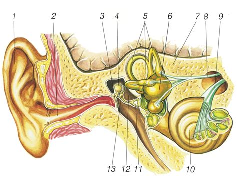 Vidines ausies schema