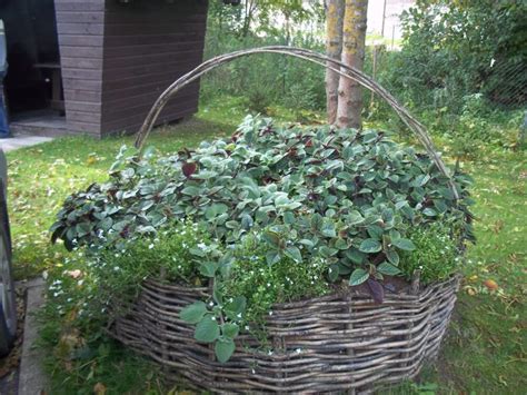 Vieno kvadratinio metro sodas