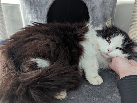 Vilniaus gyvūnų globos namai