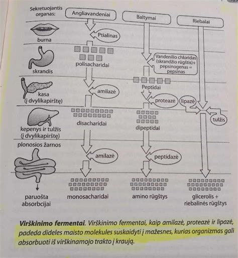 Virškinimo procesas